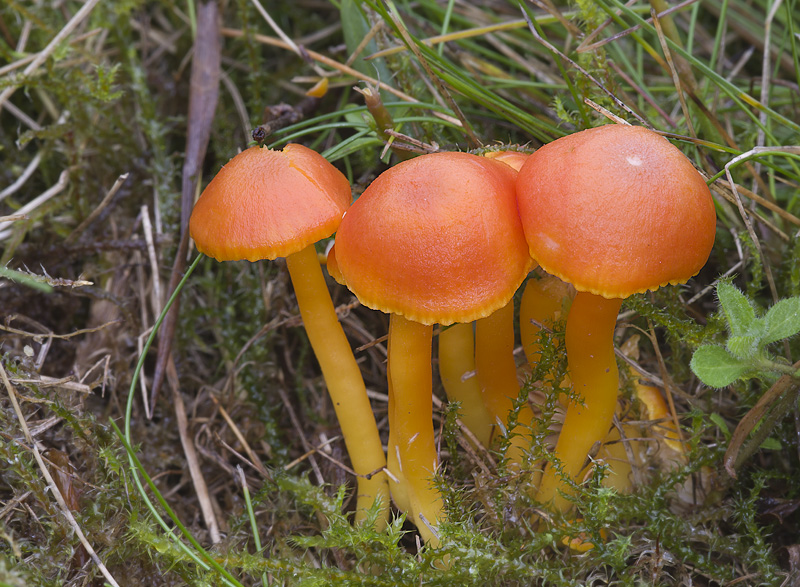 Hygrocybe reidii